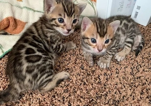  2 Bengal Katzen m w suchen liebes Zuhause
