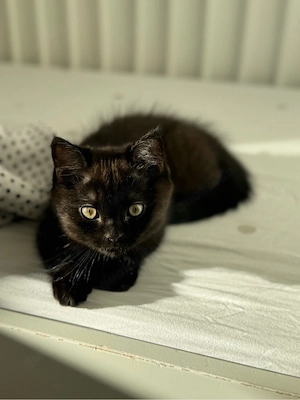 BKH-Traum in Schoko-Schwarz: Bezauberndes Kitten sucht Herzensplatz