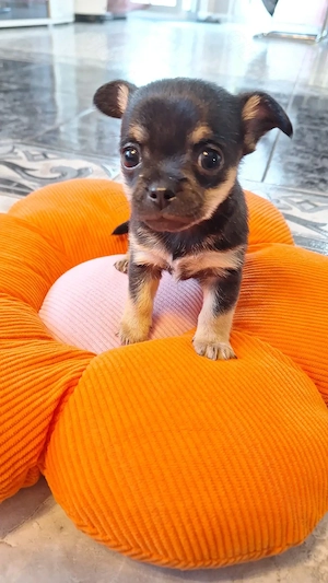 Kurzhaar Mini Chihuahua Welpe 