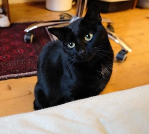 Marcy die schwarze Einzelprinzessin sucht ihr Reich # Tierschutz 