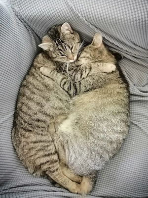 Lilo und Linda suchen ein Zuhause # Tierschutz 