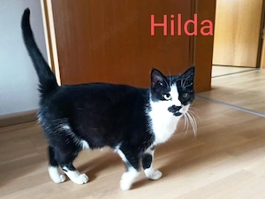 Luna und Hilda suchen ihr Zuhause # Tierschutz  Bild 5