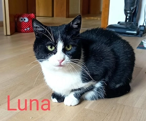 Luna und Hilda suchen ihr Zuhause # Tierschutz 