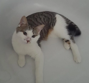 Eddy unser Pechvogel sucht ein Kuschelzuhause # Tierschutz 