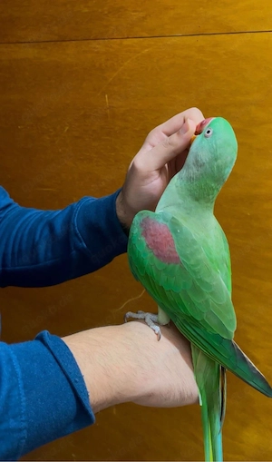 Große Alexandersittich Handzahm 