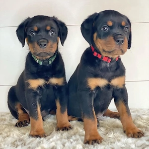 Rottweiler-Welpen aus liebevoller Zucht...