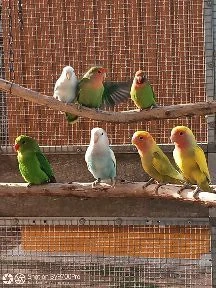 Junge Rosenköpfchen, Agaporniden abzugeben 