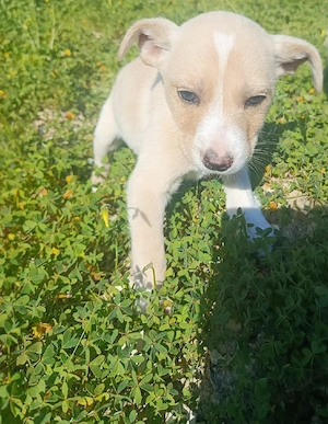 Bildhübsche Kokonimix Welpen ca 4 Monate 