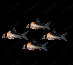 Kupferfleck Panzerwels Panzerwelse Hoplisoma duplicareus Corydoras