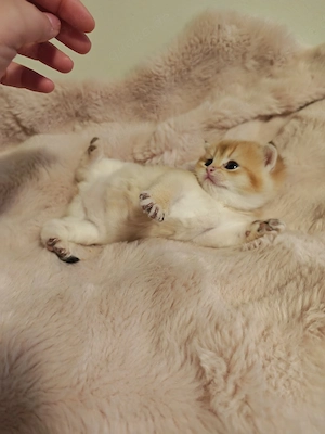 BKH Kitten Babys 1 Mädchen letzte