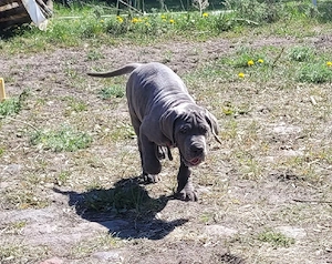 Deutsche Doggen Welpen in blau 