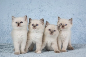 Wunderschöne Ragdoll-Kätzchen.