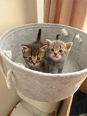    Wunderschöne, liebevolle Kitten suchen ein Zuhause   