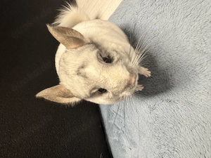 Chinchilla Paar abzugeben