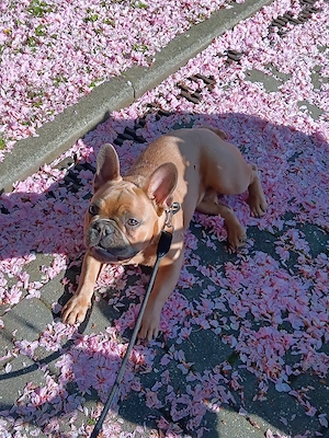 Französische Bulldogge (Rüde)