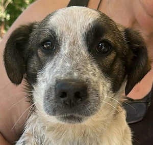 Ani, kleines Welpenmädchen sucht ihre Menschen