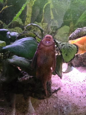Malawibarsche mit Aquarium abzugeben 
