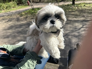 Shih Tzu Hündin 5,5 Monate jung