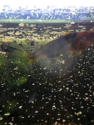 Aquarium mit Mollys und Guppies abzugeben 