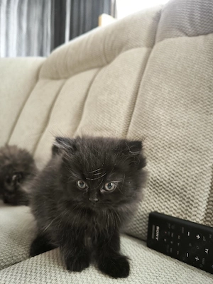 Perserkatze.