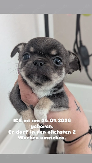 Chihuahua Welpe Rüde mit Ahnentafel 