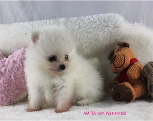 Typvolle Zwergspitz Pomeranian Welpen, Hündin, mit Ahnentafel 