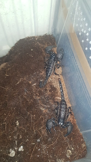 Pandinus imperator (1.1) Zuchtpaar