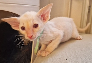 Reinrassige Siamesen kitten 