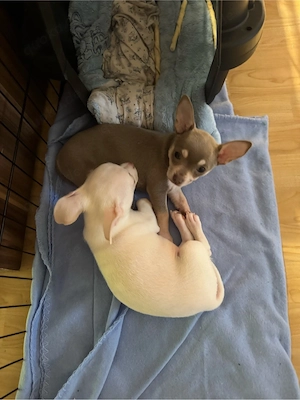 Chihuahua 1 Rüde ist noch frei!