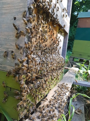 Imkerkurs mit Ableger