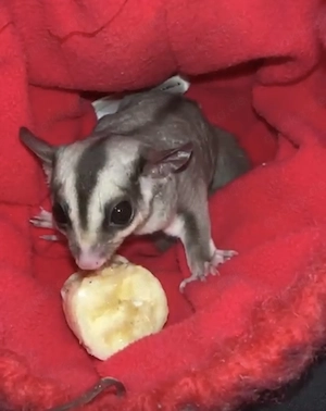 Zwei Sugar Glider zu verkaufen