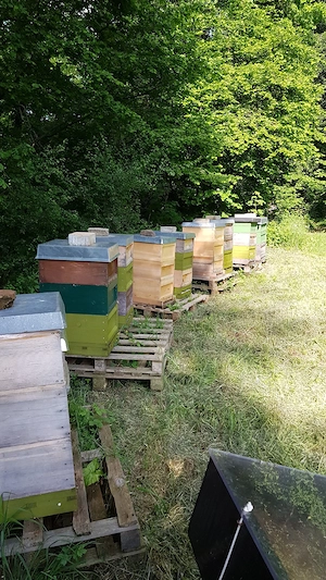 Imkerkurs mit Ableger Bild 3