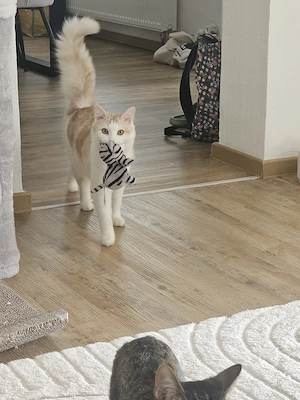 BKH BLH Kater sucht neues Zuhause