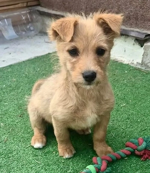 Polly ist bereit für ihr Abenteuer