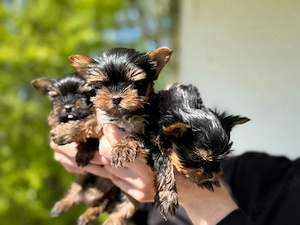    Mini Yorkshire Terrier Welpen   3 bezaubernde Mädchen suchen ein liebevolles Zuhause   