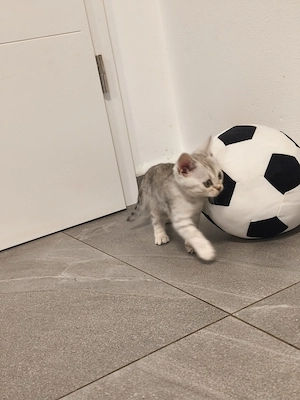 Reinrassige Bengalkitten 