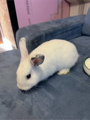 2 Zwergkaninchen männlich
