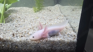 Axolotl Jungtiere 