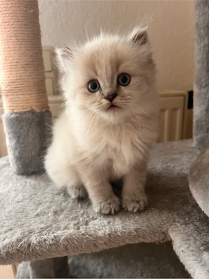 wunderschöne BKH BKL kitten