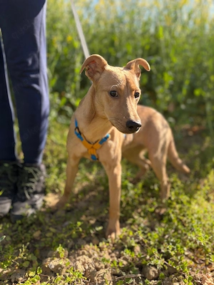 Chip-Nr. 22311141 - Welpin - Ich bin welpentypisch freundlich, anhänglich, verschmust und aktiv 