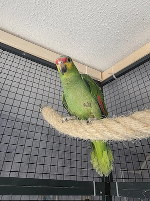 Gelbwangen Amazone