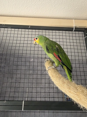 Rotstirn-Amazonen papagei 