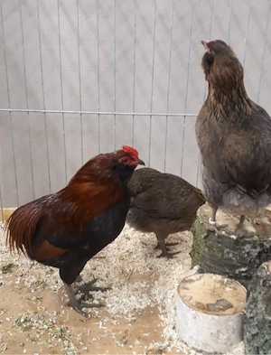 Bruteier Zwerg Araucana 