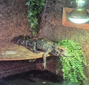 Stumpfkrokodil  3 jahre 