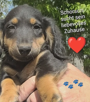 Schorschi Zwerglanghaar Dackel Welpe black and tan sucht sein Körbchen mit viel Liebe und Fürsorge.