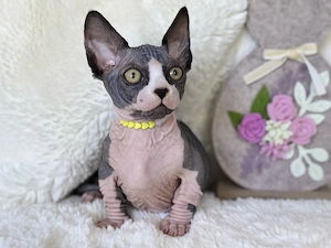 Süßes Bambino (Sphynx) Kätzchen (männlich)   geboren am Valentinstag   
