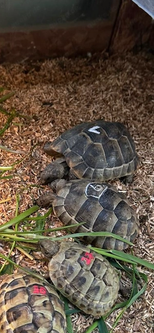 Maurische Landschildkröten, NZ 2021, zu verkaufen 