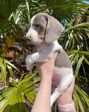 Dackelmädchen  Bild 2