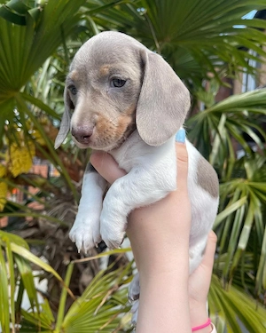 Dackelmädchen  Bild 4