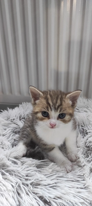 Süße Katzenbabys abzugeben
